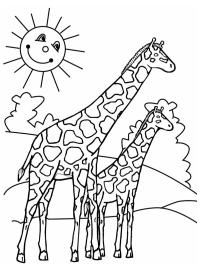 Giraff