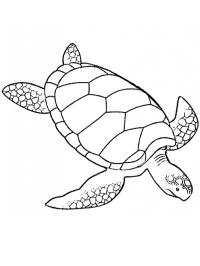 Havssköldpadda