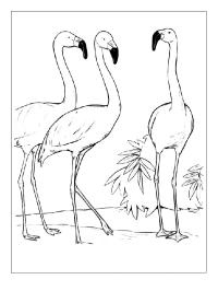 Tre Flamingos