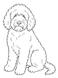 Barbet-hund