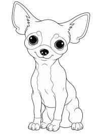 Chihuahuavalp