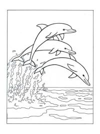 Delfiner hoppar i havet