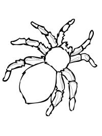 Farlig spindel