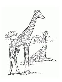 Giraff