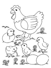 Höna och födda kycklingar