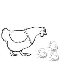 Kyckling med ungar