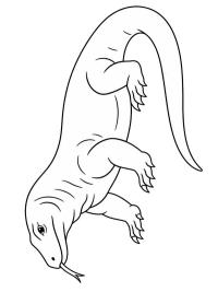 Komodovaran