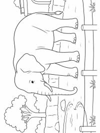Elefant i djurparken