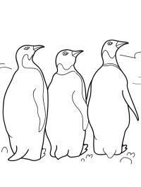 3 pingviner