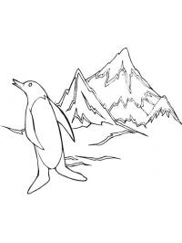 Pingvin på Sydpolen