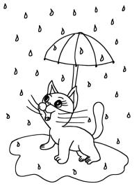 Katt i regn