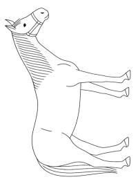 Quarterhäst