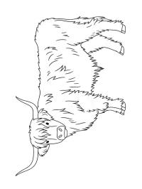 Skotsk höglandsboskap