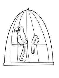 Fåglar i bur
