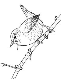 Gärdsmyg