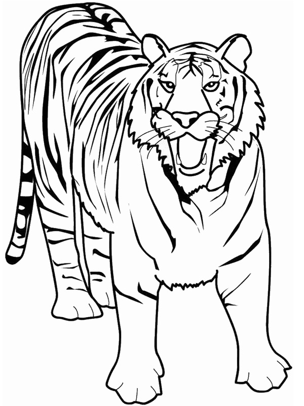Tiger Målarbild