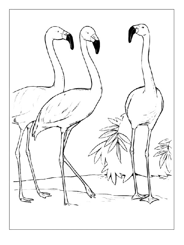 Tre Flamingos Målarbild Tre Flamingos Målarbild