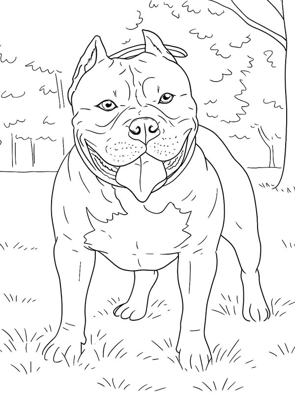 American bully Målarbild American bully Målarbild