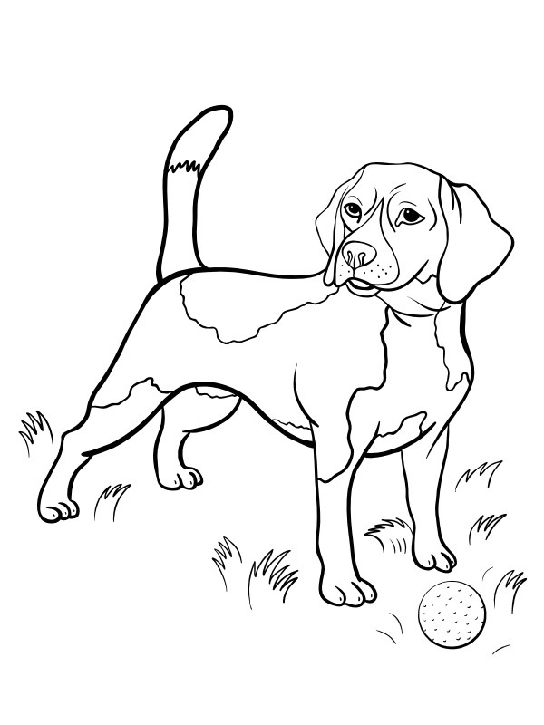 Beaglehund Målarbild