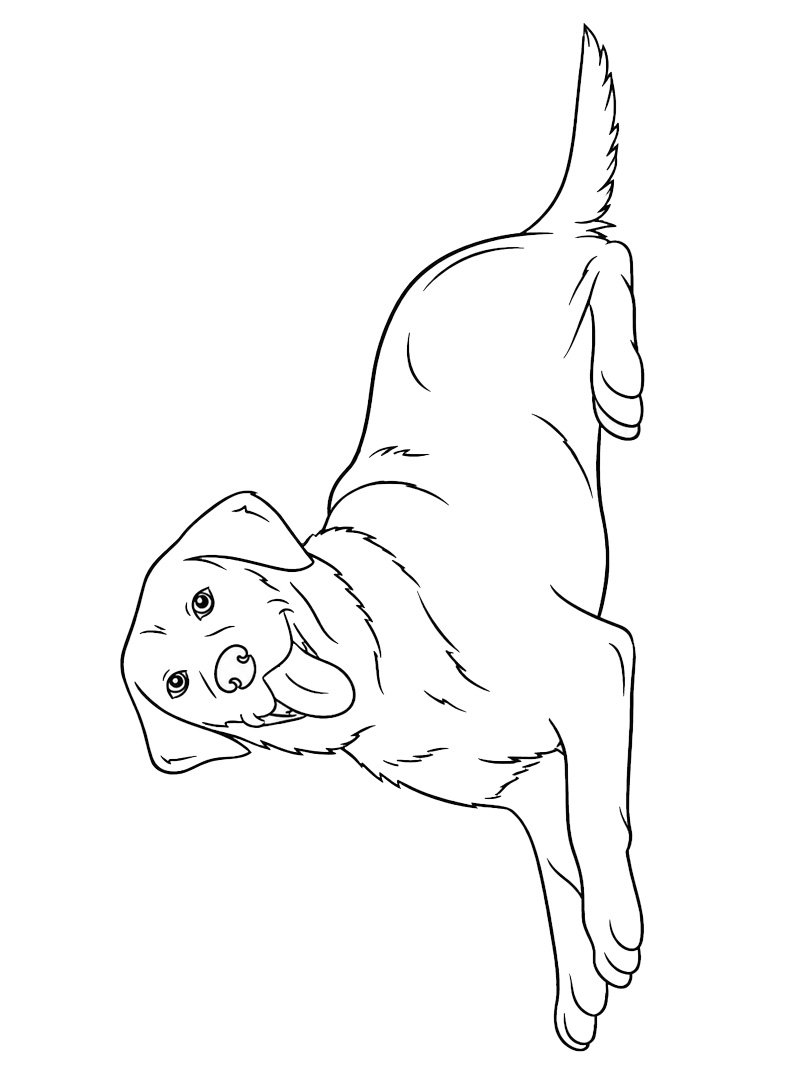 Glad labrador retriever Målarbild