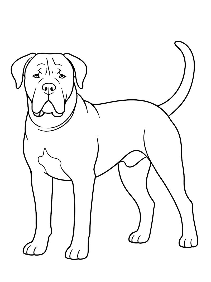 Cane corso Målarbild