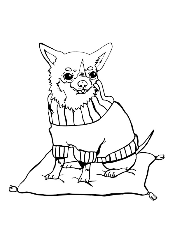Chihuahua hund Målarbild