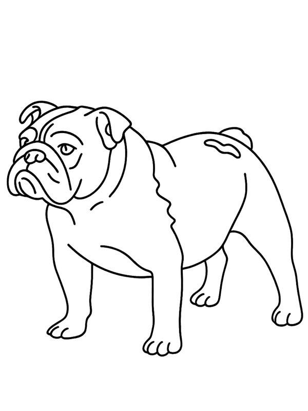 Engelsk bulldogg Målarbild Engelsk bulldogg Målarbild