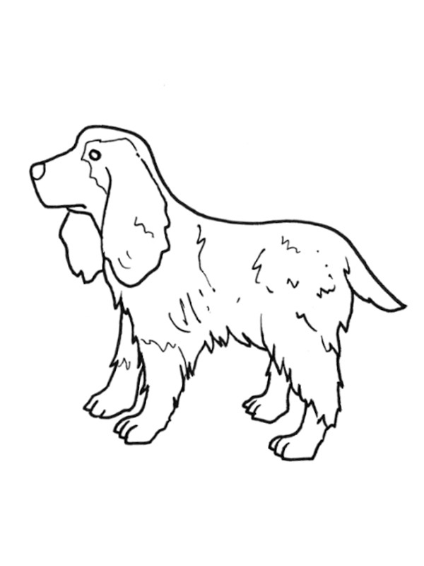 Engelsk Cocker Spaniel Målarbild