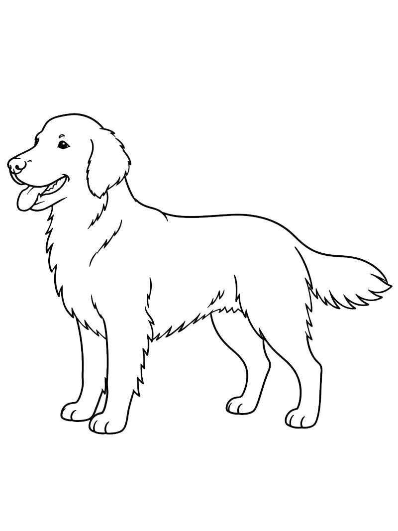 Flatcoated retriever Målarbild Flatcoated retriever Målarbild