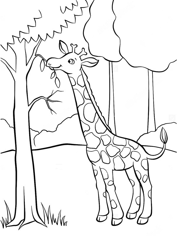 Giraff äter av ett träd Målarbild Giraff äter av ett träd Målarbild