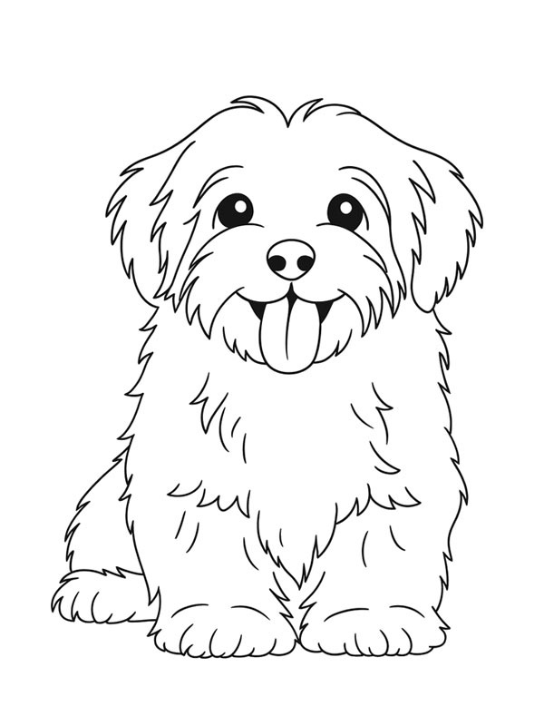 Bichon havanais Målarbild Bichon havanais Målarbild