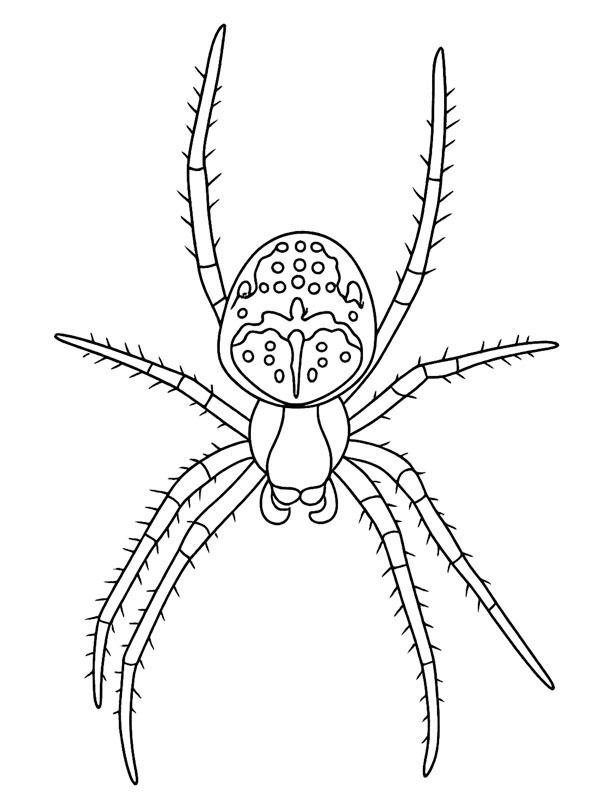 Korsspindel Målarbild Korsspindel Målarbild