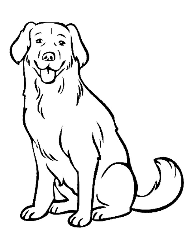 Labrador hund Målarbild