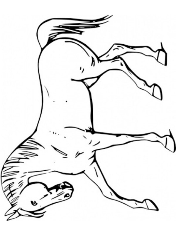 Häst Målarbild