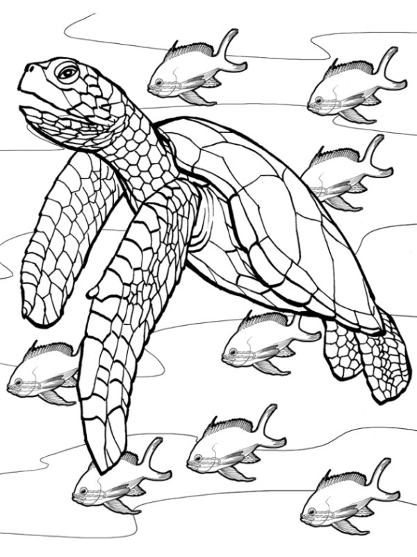 Sköldpadda i vattnet Målarbild