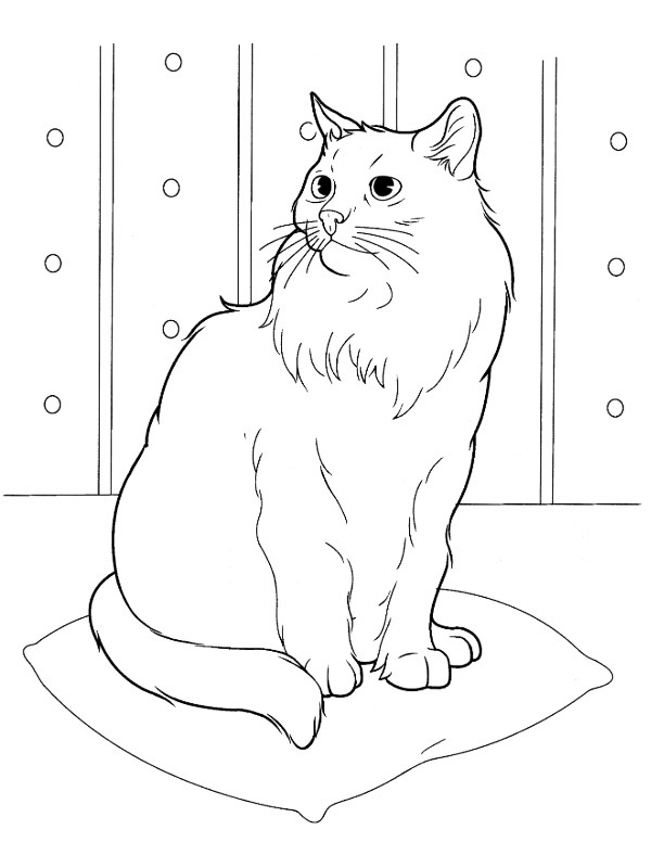 Siberisk katt Målarbild