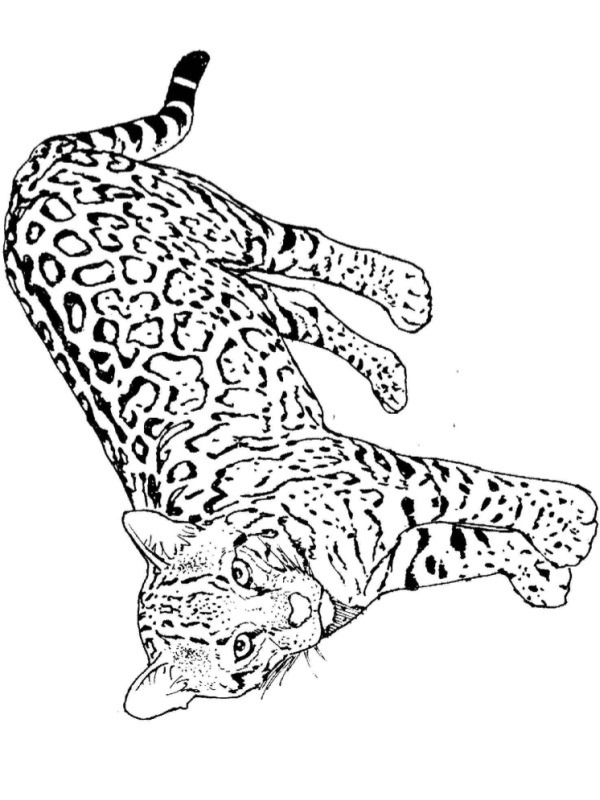 Leopard Målarbild