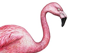 Flamingos