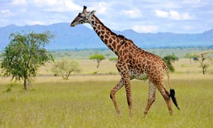 Giraff