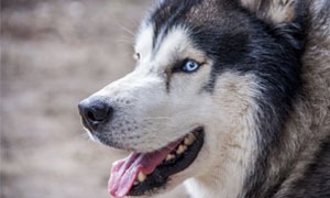 Polarhund