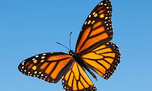 Fjärilar